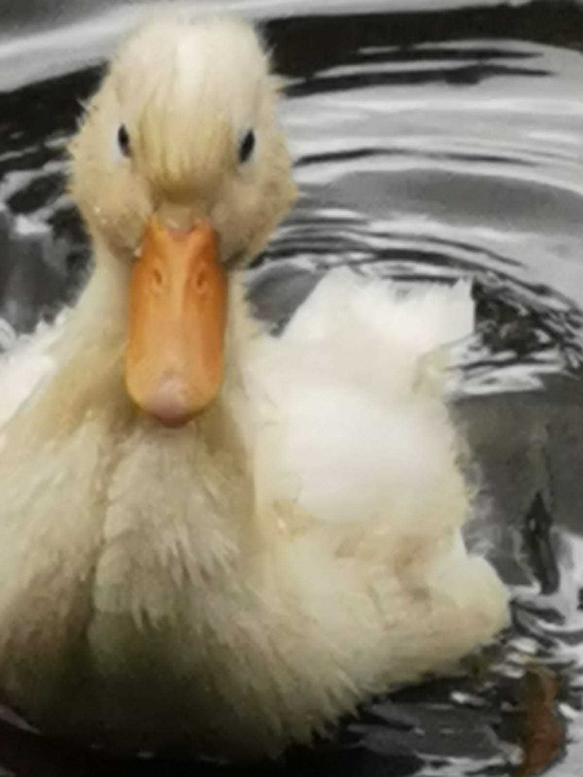 Duckling, August 27th